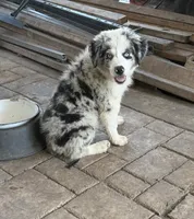 Blue , a male Australian Shepherd for sale in Fort Worth, TX – 2 of 4