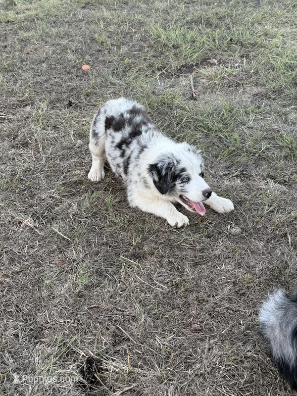 Blue  – Australian Shepherd puppy for sale in Decatur, TX