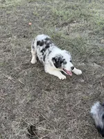 Blue , a male Australian Shepherd for sale in Fort Worth, TX – 1 of 4