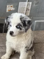 blue, a male Australian Shepherd for sale in Decatur, TX – 2 of 2