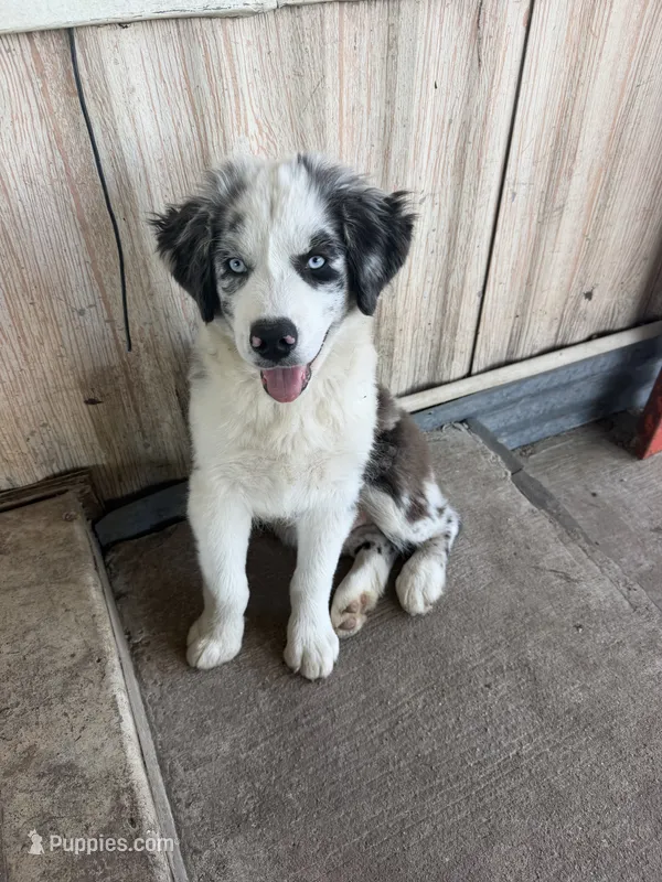 Blue  – Australian Shepherd puppy for sale in Fort Worth, TX