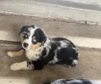 bryan, a male Australian Shepherd for sale in Decatur, TX – 1 of 2