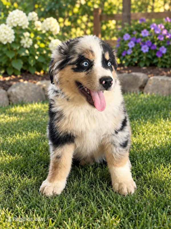 jake – Miniature Australian Shepherd puppy for sale in Decatur, TX