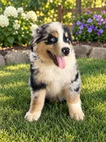 jake, a male Miniature Australian Shepherd for sale in Decatur, TX – 1 of 1