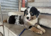 bryan, a male Australian Shepherd for sale in Decatur, TX – 2 of 2