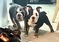 processed/4eefe112-9f48-45fe-9167-2fa578e445cd/listing/128d1b07-293b-4fec-9bb0-8a7c979fad2a/7238cf7e-dfe5-4638-9d3e-054a0aad85b8