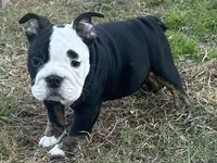 processed/4eefe112-9f48-45fe-9167-2fa578e445cd/listing/128d1b07-293b-4fec-9bb0-8a7c979fad2a/72e1b8da-1cdd-4c18-967d-a22f2502f9cb