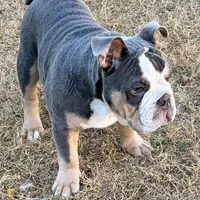 Halo, a male Olde English Bulldogge for sale in Winter Park, FL – Photo 5 of 10