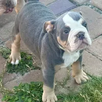 Halo, a male Olde English Bulldogge for sale in Winter Park, FL – Photo 2 of 10