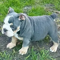 Halo, a male Olde English Bulldogge for sale in Winter Park, FL – Photo 3 of 10