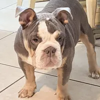 Halo, a male Olde English Bulldogge for sale in Winter Park, FL – Photo 7 of 10