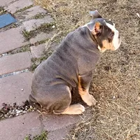 Halo, a male Olde English Bulldogge for sale in Winter Park, FL – Photo 6 of 10