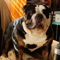 Halo, a male Olde English Bulldogge for sale in Winter Park, FL – Photo 10 of 10