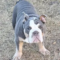 Halo, a male Olde English Bulldogge for sale in Winter Park, FL – Photo 4 of 10