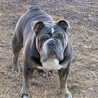 Halo, a male Olde English Bulldogge for sale in Winter Park, FL – Photo 9 of 10