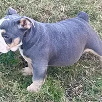 Halo, a male Olde English Bulldogge for sale in Winter Park, FL – Photo 1 of 10
