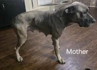 Teal, a female Cane Corso for sale in Missouri City, TX – Photo 3 of 4