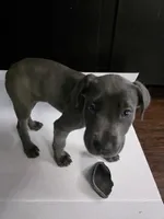 Teal, a female Cane Corso for sale in Missouri City, TX – Photo 2 of 4