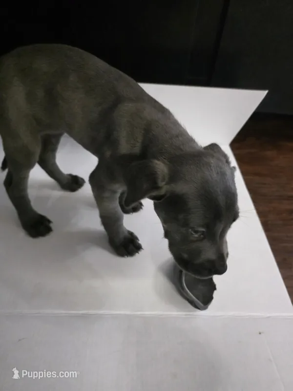 Teal – Cane Corso puppy for sale in Missouri City, TX