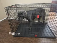 Amber, a female Cane Corso for sale in Missouri City, TX – Photo 4 of 4