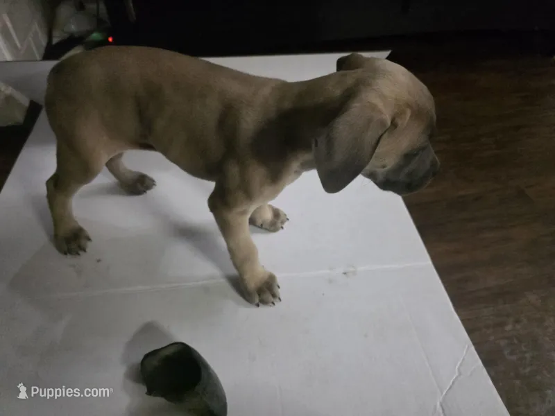 Amber – Cane Corso puppy for sale in Missouri City, TX