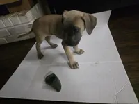 Amber, a female Cane Corso for sale in Missouri City, TX – Photo 2 of 4