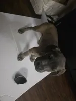 Baby Yellow, a female Cane Corso for sale in Missouri City, TX – Photo 2 of 5