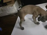 Baby Yellow, a female Cane Corso for sale in Missouri City, TX – Photo 3 of 5