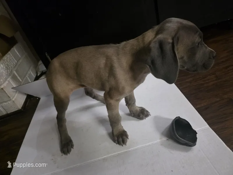 Baby Yellow – Cane Corso puppy for sale in Missouri City, TX