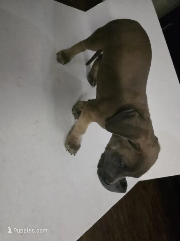 Toby – Cane Corso puppy for sale in Missouri City, TX
