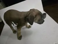 Toby, a male Cane Corso for sale in Missouri City, TX – Photo 2 of 4