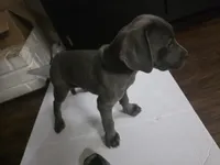 Baby Grey, a female Cane Corso for sale in Missouri City, TX – Photo 1 of 4