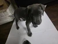 Baby Grey, a female Cane Corso for sale in Missouri City, TX – Photo 2 of 4