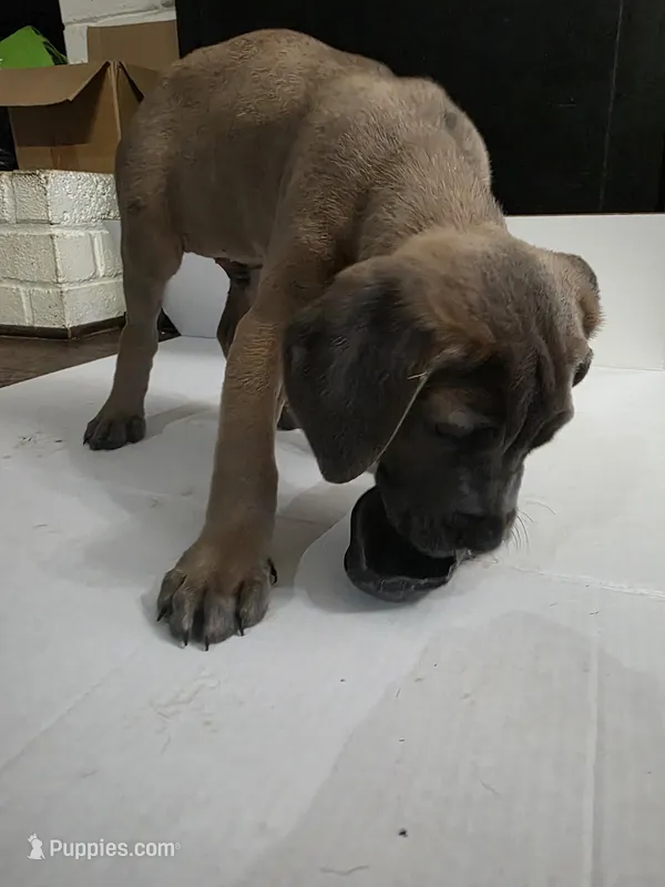 Tommy – Cane Corso puppy for sale in Missouri City, TX