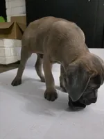 Tommy, a male Cane Corso for sale in Missouri City, TX – Photo 2 of 5