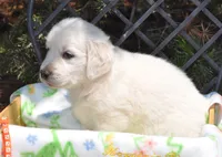 Oreo, a male Golden Retriever for sale in Penrose, CO – 2 of 9