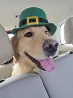 Beau, a male Golden Retriever for sale in Penrose, CO – 3 of 5