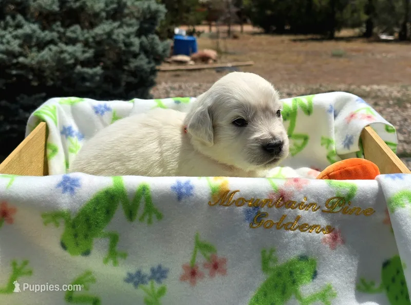 Puppy – Golden Retriever puppy for sale in Penrose, CO