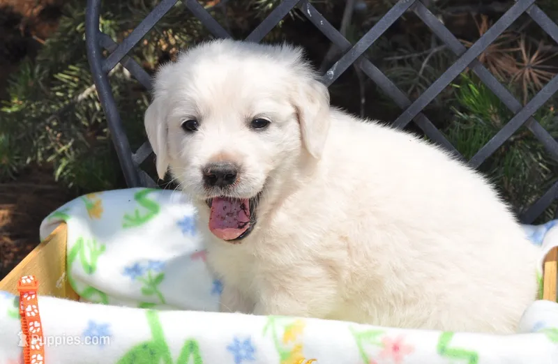 Oreo – Golden Retriever puppy for sale in Penrose, CO