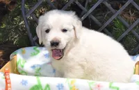 Oreo, a male Golden Retriever for sale in Penrose, CO – 1 of 9