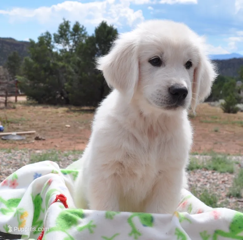 Teddy – Golden Retriever puppy for sale in Penrose, CO
