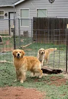 Beau, a male Golden Retriever for sale in Penrose, CO – 2 of 4