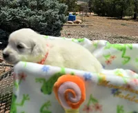 Puppy, a male Golden Retriever for sale in Penrose, CO – 4 of 7