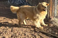Beau, a male Golden Retriever for sale in Penrose, CO – 4 of 5