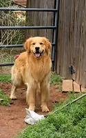 Beau, a male Golden Retriever for sale in Penrose, CO – 3 of 4