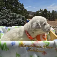 Puppy, a male Golden Retriever for sale in Penrose, CO – 7 of 7