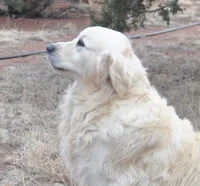 Beau, a male Golden Retriever for sale in Penrose, CO – 3 of 7