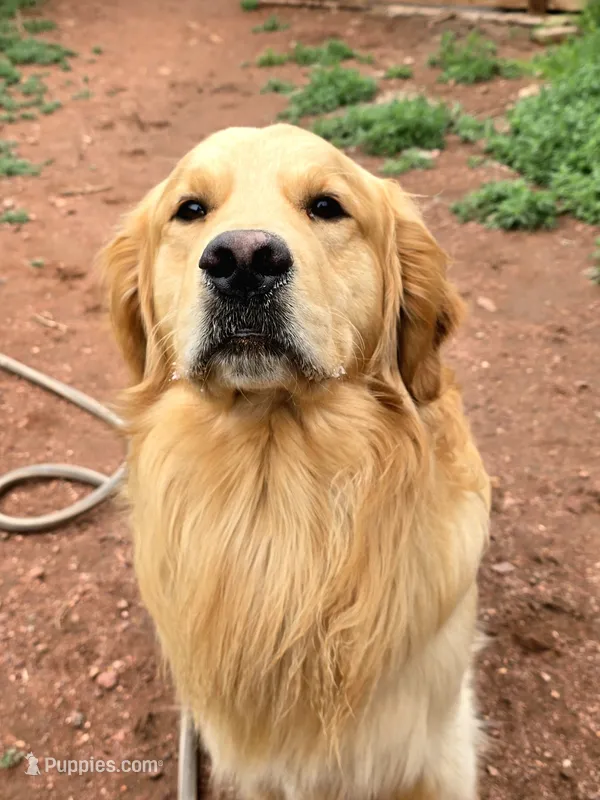 Beau – Golden Retriever puppy for sale in Penrose, CO