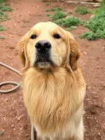 Beau, a male Golden Retriever for sale in Penrose, CO – 1 of 4