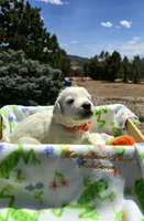 Puppy, a male Golden Retriever for sale in Penrose, CO – 6 of 7